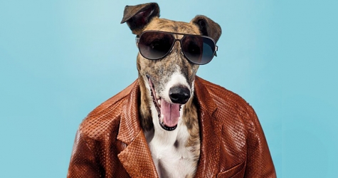 Собаки стали звездами рекламной кампании Trussardi