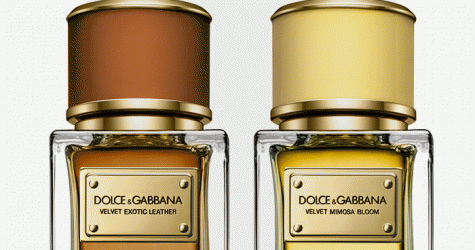 Mimosa Bloom и Exotic Leather: новые ароматы Dolce & Gabbana