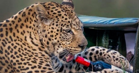 Леопард украл бутылку вина у пары на романтическом сафари-пикнике