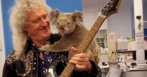 Гитарист Queen Брайан Мэй дал концерт для спасенной из пожара коалы
