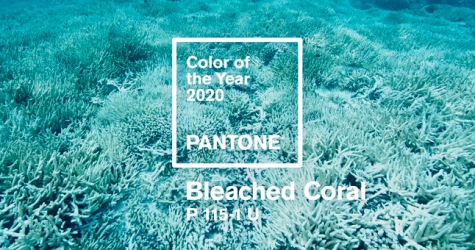 Дизайнеры предложили Pantone выбрать цвет «умирающего коралла» на 2020 год
