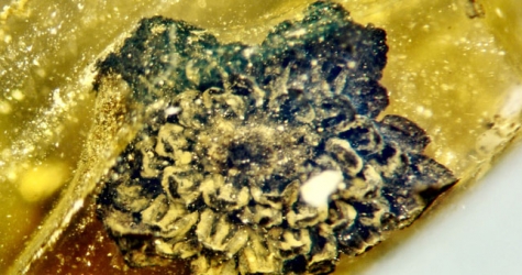 В куске янтаря нашли ранее неизвестный цветок – ему 100 миллионов лет