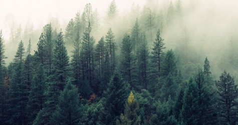 Планета потеряла 420 миллионов гектаров леса за 30 лет