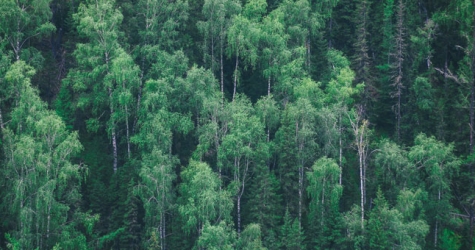 Ученые подсчитали, сколько деревьев нужно посадить, чтобы спасти планету