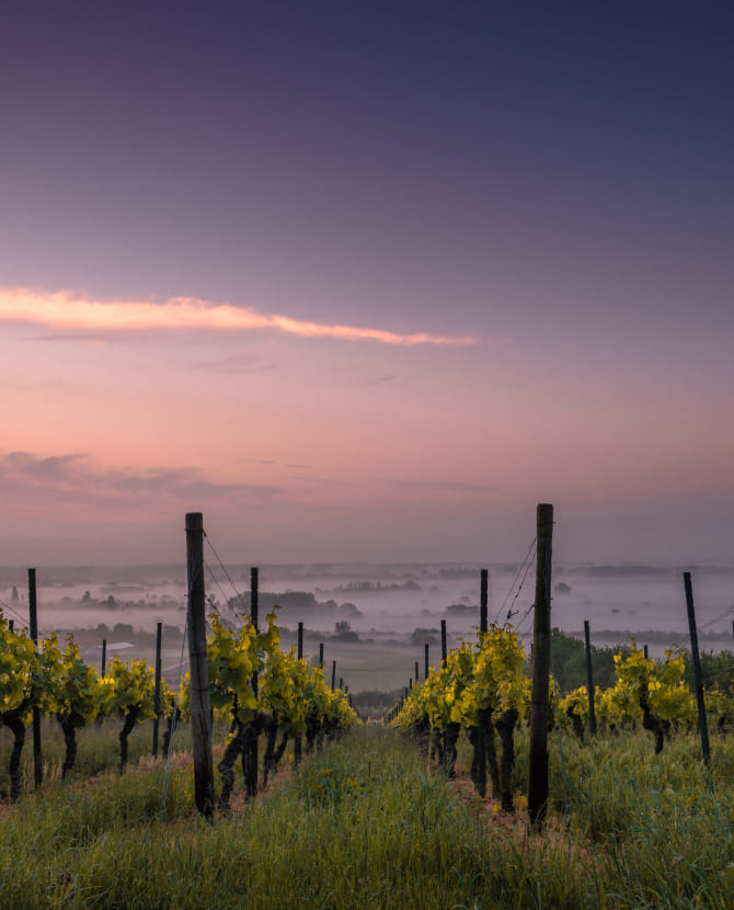 Винодел Филипп Магре — о моде на биодинамические вина, винтовых пробках и других тенденциях в мире вина