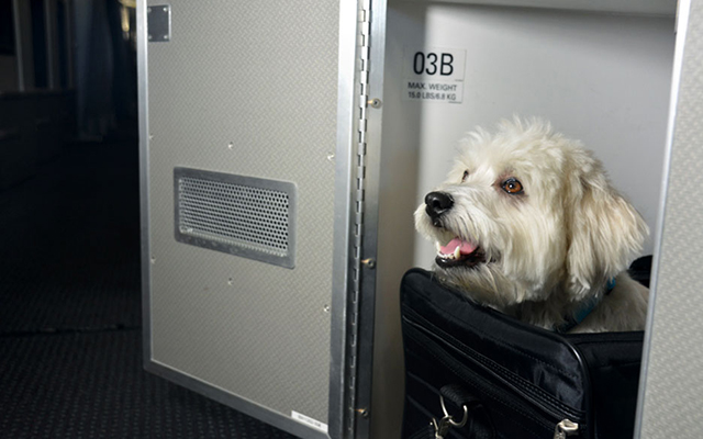 Американские авиалинии представили кабины первого класса для домашних животных