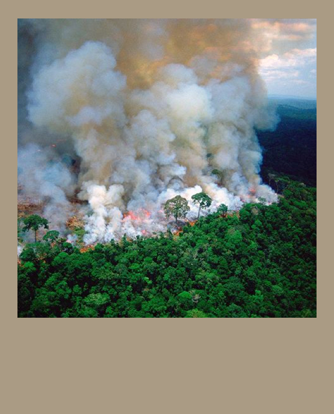 Природозащитный фонд Леонардо Ди Каприо выделил 5 миллионов долларов на борьбу с пожарами в амазонских лесах