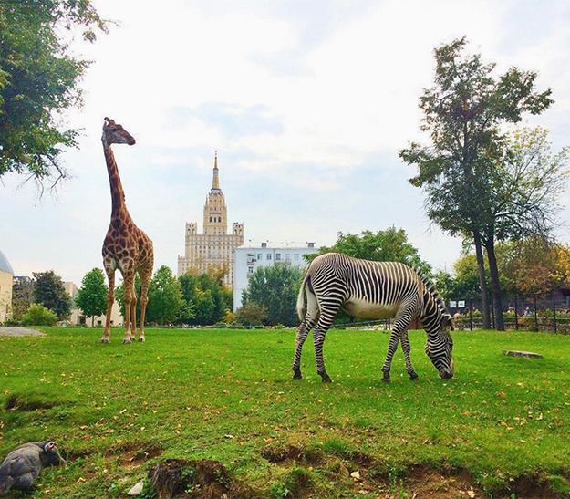 Московский зоопарк запускает приложение с дополненной реальностью