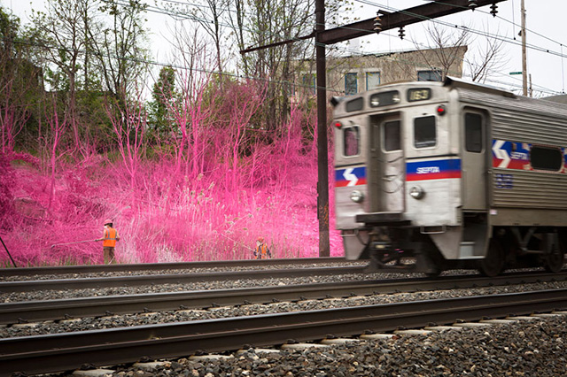 Буйство цвета за окном поезда: проект Катарины Гроссе