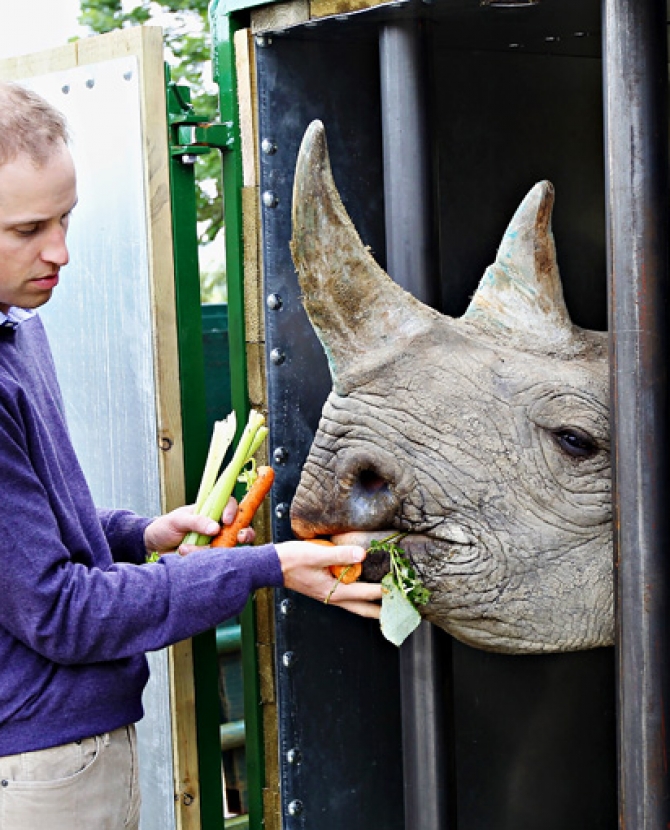 Принц Уильям вступился за носорогов 