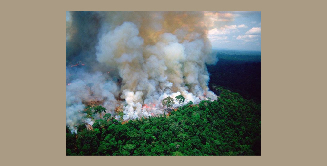 Природозащитный фонд Леонардо Ди Каприо выделил 5 миллионов долларов на борьбу с пожарами в амазонских лесах