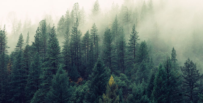 Планета потеряла 420 миллионов гектаров леса за 30 лет
