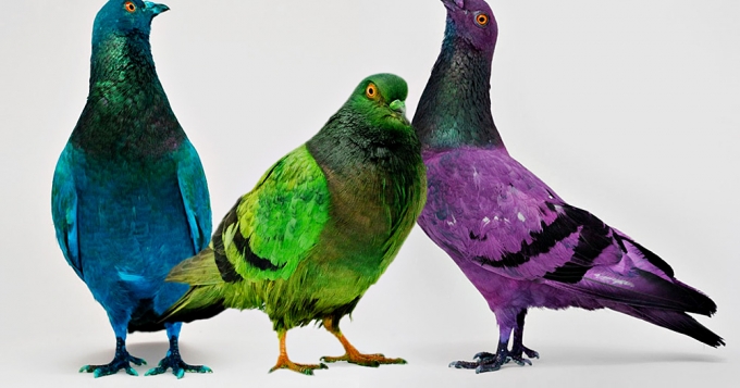 На Венецианской биеннале раскрасили голубей